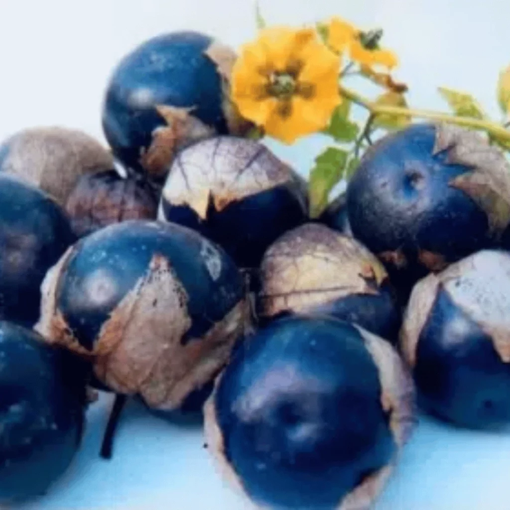 coupon promo terre vivante