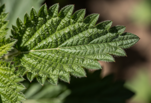 Les bienfaits de l'ortie les mieux documentés