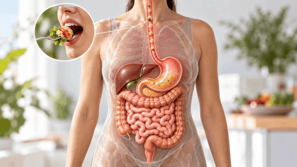 Les étapes de la digestion et leur durée réelle